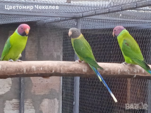 Сливоглав Александър- Мъжки, снимка 3 - Папагали - 41222274