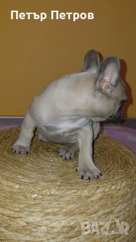 френски булдог -булдочета , снимка 11 - Френски булдог - 51929954