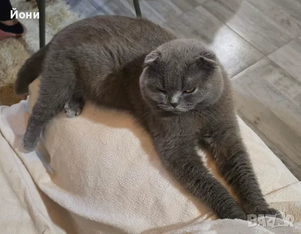 Мъжки клепоух британец