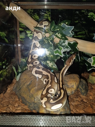 мъжки кралски питон Mojave orange dream pastel, снимка 3 - Змии - 52985615