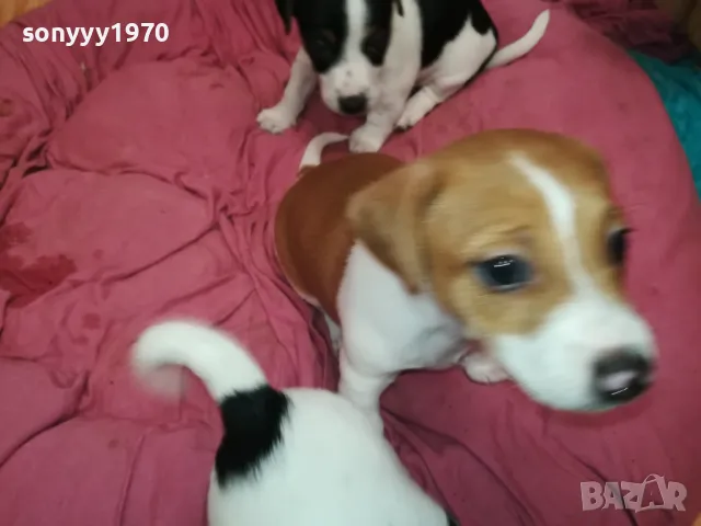 ДЖАК РЪСЕЛ-БЕБЕНЦА НА 40 ДЕНА 250ЛВ ЗА ЕДНО 3101251807, снимка 8 - Джак ръсел териер - 48909983