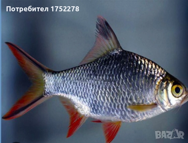 Bardo tinfoil tamanho 15+ см. 80лв., снимка 4 - Рибки - 52595747