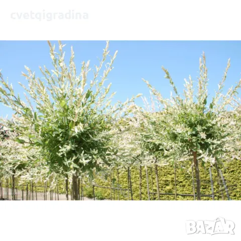 Salix integra 'Hakuro Nishiki' -Пъстролистна върба, снимка 2 - Градински цветя и растения - 49189616