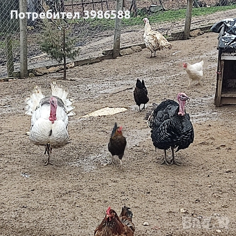 Пуяк.Фитор или кой както му вика., снимка 6 - Кокошки и пуйки - 53437420