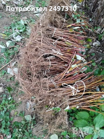 Продавам разсад малини , снимка 4 - Разсади - 53530038