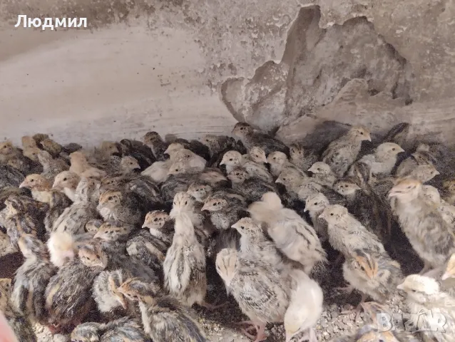 Млади Пъдпъдъци., снимка 3 - други­ - 48666923