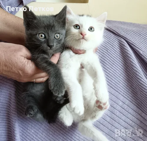 Подарявам 2 котенца - момченца/ Kleine Katzen zu verschenken, снимка 6 - Други - 55722818