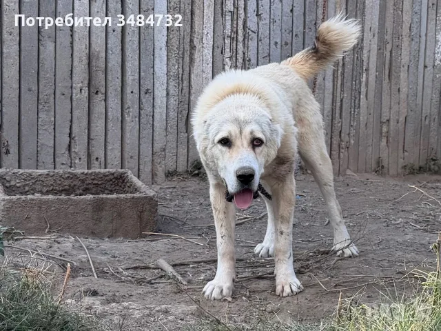 Алабай мъжки  топ