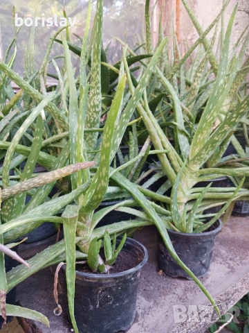 лечебно Алое Вера, снимка 3 - Стайни растения - 50918418