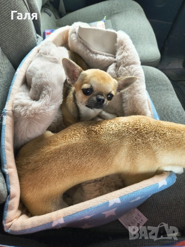 мини чихуахуа , снимка 5 - Чихуахуа - 51462330