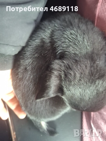 Продават се , снимка 3 - Пинчер - 52866050