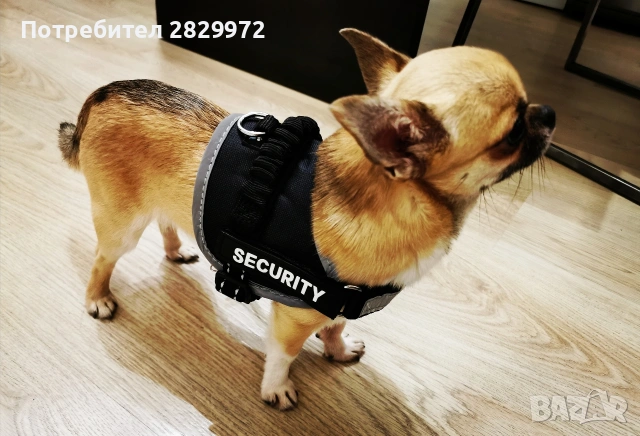 Родословно чихуахуа за разплод