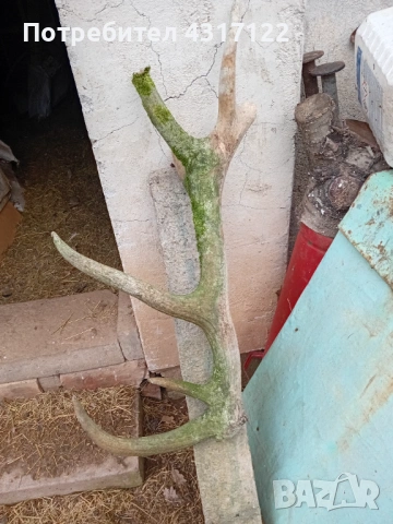 Рог рог рог, снимка 4 - Ножове - 53830459