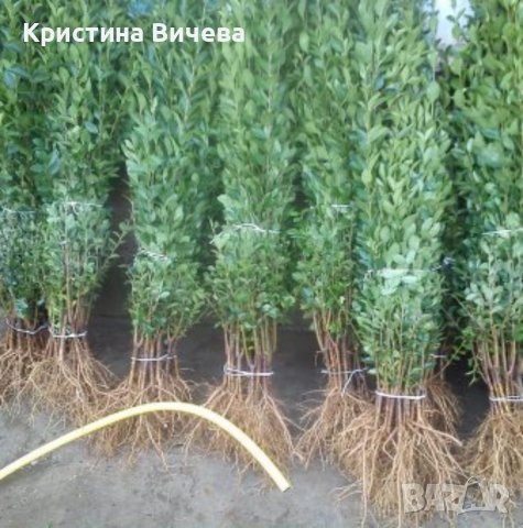 Лигуструм - Жив-плет (0.70)за 1бр.