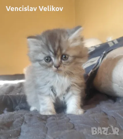 бебета персийски, снимка 8 - Персийска - 55780298