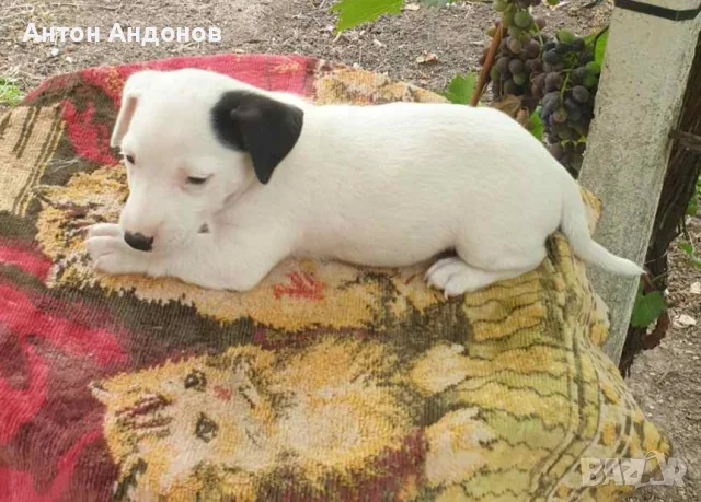 Джак Ръсел териер, снимка 13 - Джак ръсел териер - 55874909