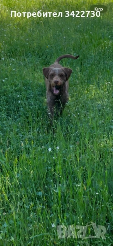 Лагото романьоло, снимка 2 - Други - 52127719