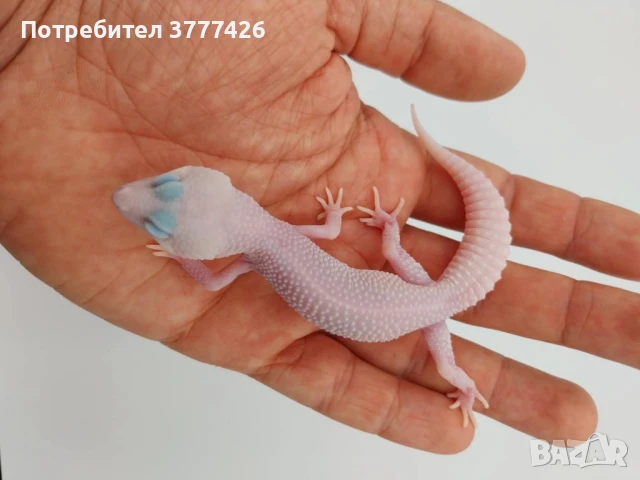 Леопардови Гекони, снимка 3 - Гекон - 41426835