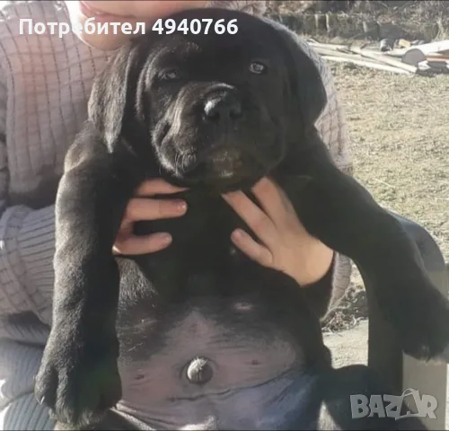 Кане Корсо.  
🐶🐶, снимка 2 - Кане корсо - 55963498