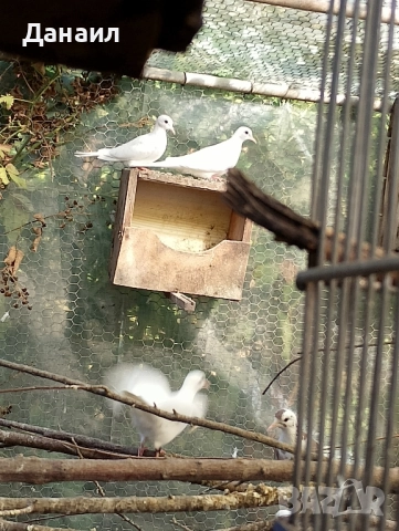 Сенегалски гугутки