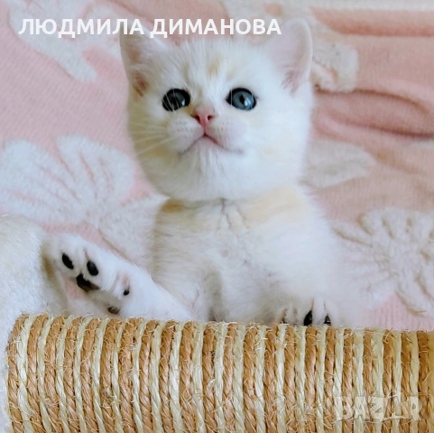 Шотландско мъжко Скоттиш Страйт. , снимка 5 - Британска късокосместа - 53782160