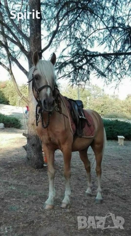 Ездитен кон Аблай Хан, снимка 4 - Коне - 51147186