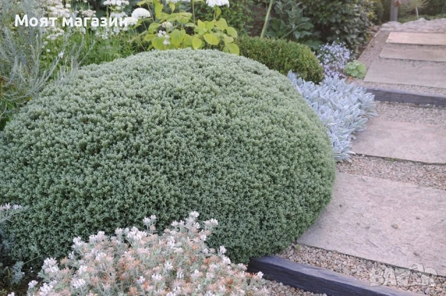 Хабе - Habe Pungifolia, снимка 2 - Градински цветя и растения - 53650606