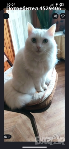 Продавам Ангора, снимка 12 - Ангорски - 52923611