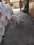 Лагото романьоло, снимка 5