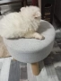 Продавам померани , снимка 4