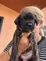 Кане Корсо - Cane Corso кученца, снимка 1