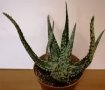 Алое/Aloe saponaria/, снимка 2