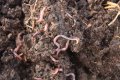 Насипен биотор от червени калифорнийски червеи - НА ЕДРО, снимка 7