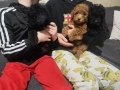 Чистокръвен ТОЙ пудел, снимка 1
