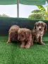 Cavapoo  Кавапу, снимка 2