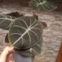 Alocasia Black Velvet, снимка 2