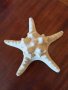 Морска звезда от тропически морета, снимка 1 - Декорация за дома - 42242452