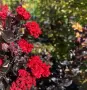 Lagerstroemia Best red(Лагерстремия Най-добро червено), снимка 1