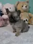 чихуахуа момиченце, снимка 1
