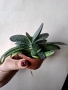 Гастерия, gasteria, снимка 2