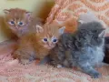 Сибирски котенца, сибирче, хипоалергично, коте, сибирска котка, снимка 11