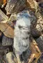 Момче Шелти мерле, снимка 3
