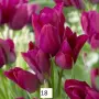 Луковици на лалета, снимка 5