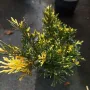 Вариегатна Хвойна,  Juniperus sabina ‘Variegata’!!!, снимка 5