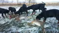 Балкански гончета на 10 месеца обучени , снимка 3