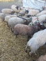 Овце от месодайни породи, снимка 1