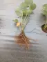 Продавам пресен разсад ягоди, Априка, снимка 4