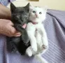 Подарявам 2 котенца - момченца/ Kleine Katzen zu verschenken, снимка 6