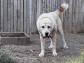 Алабай мъжки  топ, снимка 1