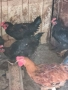 Продавам или разменям за ярки млади домашни петлета, снимка 5